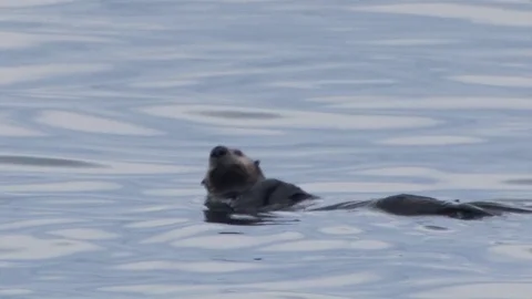 Sea otter floats in water while rubbing stomach as if cleaning himself. Stock Footage 79378700