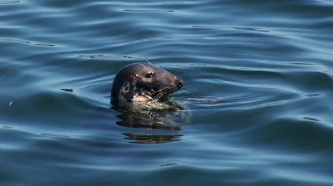 Sea Otter Video stock 42906052
