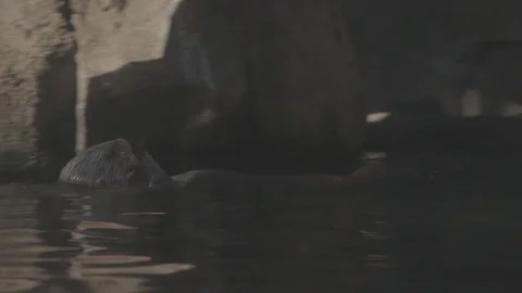 Sea Otter Stock Footage 86650152