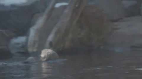 Sea Otter Stock Footage 86650174