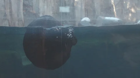 Sea Otter Stock Footage 86650184