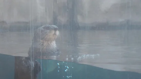 Sea Otter Stock Footage 86650231