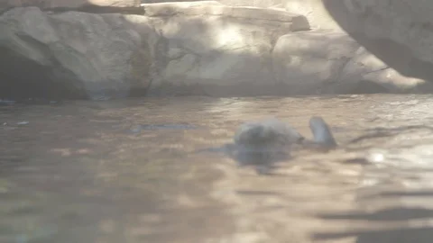 Sea Otter Stock Footage 86650426