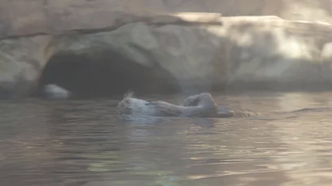 Sea Otter Stock Footage 86650469