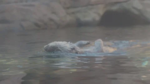 Sea Otter Stock Footage 86650475