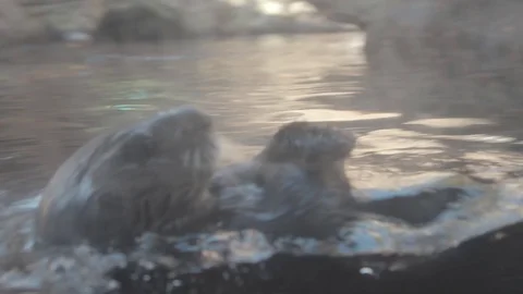 Sea Otter Stock Footage 86650621