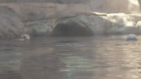 Sea Otter Stock Footage 86650624