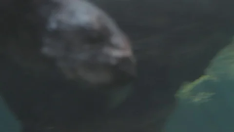 Sea Otter Stock Footage 86650684
