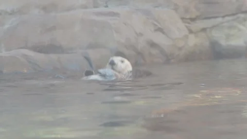 Sea Otter Stock Footage 86655460