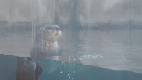 Sea Otter Stock Footage 86655470