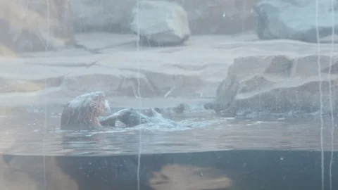Sea Otter Stock Footage 86655528