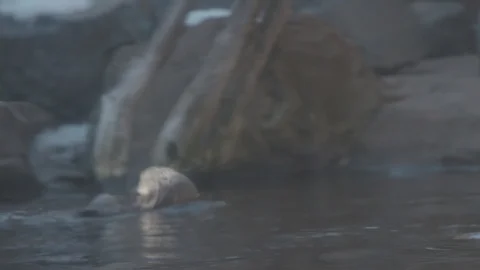 Sea Otter Stock Footage 86655539