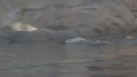Sea Otter Stock Footage 86655629