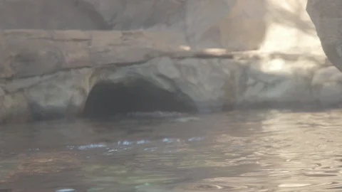 Sea Otter Stock Footage 86655633