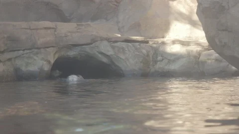 Sea Otter Stock Footage 86655665
