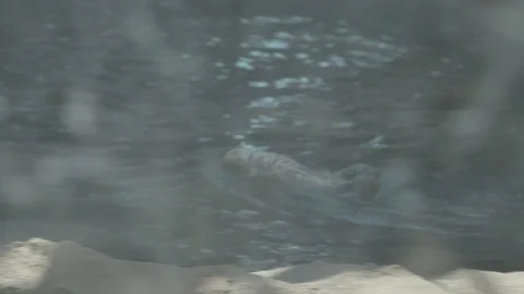 Sea Otter Stock Footage 86655705