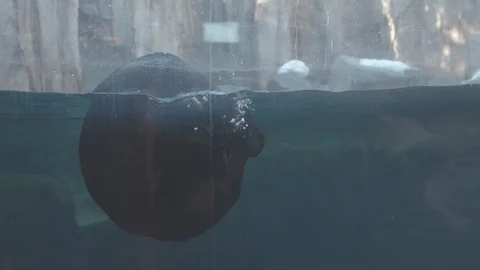 Sea Otter Stock Footage 86655834