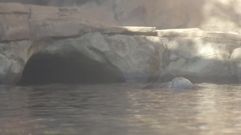 Sea Otter Stock Footage 86657060