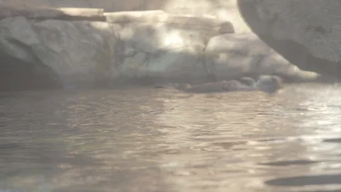 Sea Otter Stock Footage 86657075