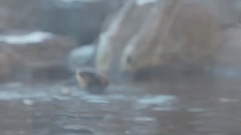 Sea Otter Stock Footage 86657219
