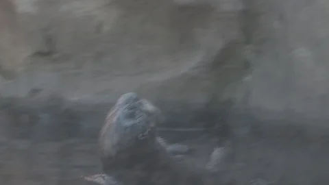 Sea Otter Stock Footage 86657236