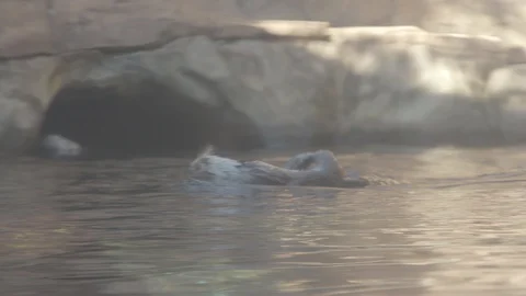 Sea Otter Stock Footage 86657370