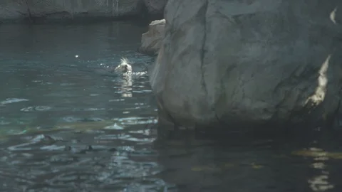 Sea Otter Stock Footage 86668932