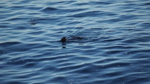 A sea otter. Vídeos de archivo 312088961