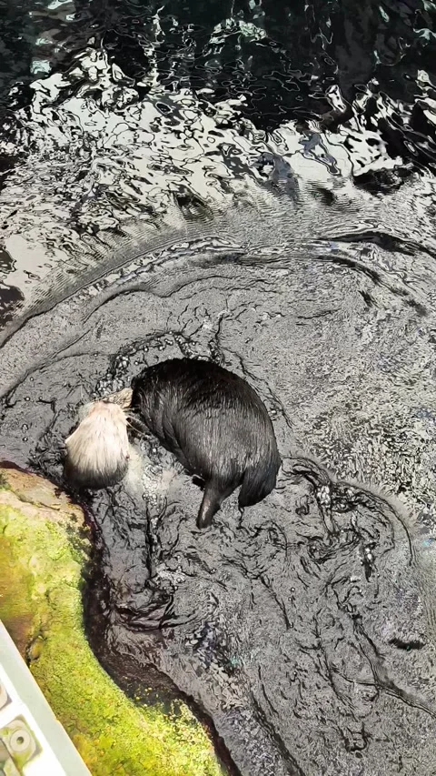 A sea otter Video stock 320439740