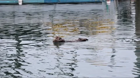 Sea Otter Grooming Stock Footage 339087269