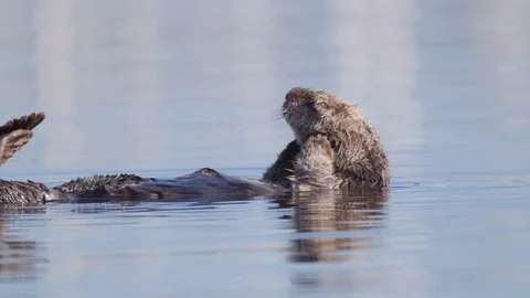 Sea otter grooming while floating on water, Enhydra lutris swimming in sea - Stock Footage 128846321