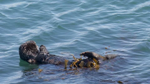 Sea otter on its back floating on water, Morro Bay, California Stock Footage 152620426