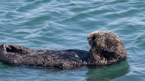 Sea otter on its back floating on water, Morro Bay, California, close up portrai Video stock 152626146