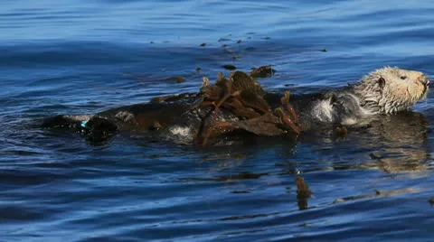 Sea Otter in Kelp 库存影片 10595290