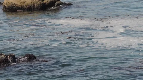 Sea otter lovers point Stock Footage 291618897