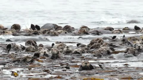 Sea Otter making flip Stock Footage 10579174