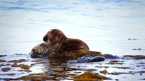 Sea Otter mom cleans, plays and bonds with her baby in the Pacific Ocean. Stock Footage