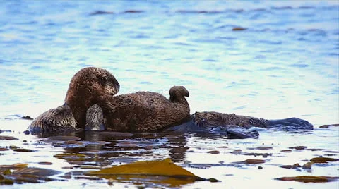 Sea Otter mom sleeps while baby cleans itself on top of her. Stock Footage 26150475
