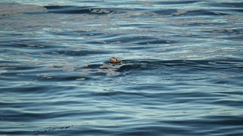 A sea otter on the ocean surfce Video stock 316274853