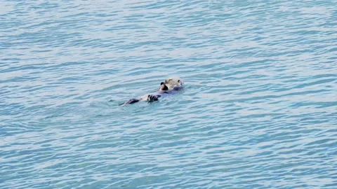 Sea otter opens shellfish Stock Footage 229066690
