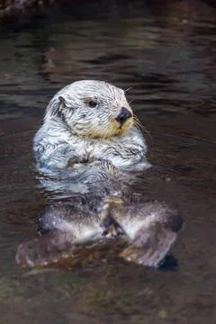 Sea Otter Stock Photos