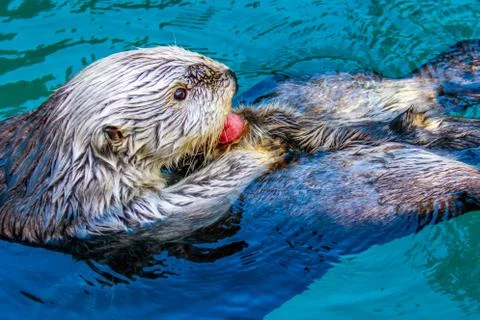 Sea Otter Foto stock