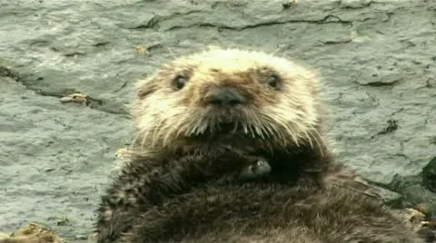 Sea otter resting Stock Footage 9026977