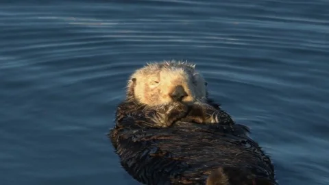 Sea Otter resting at surface, Morro Bay, California Video stock 74040684