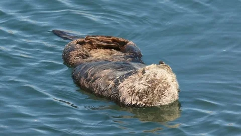 Sea Otter sleeping Vidéo 86227215