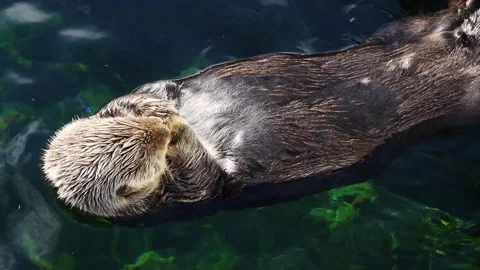 Sea Otter Sleeping Video stock 179745830