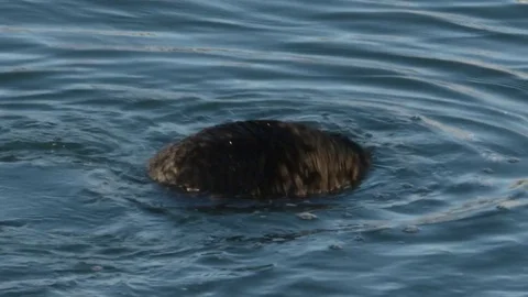 Sea Otter taking a bath, Morro Bay, California Stock Footage 74056205