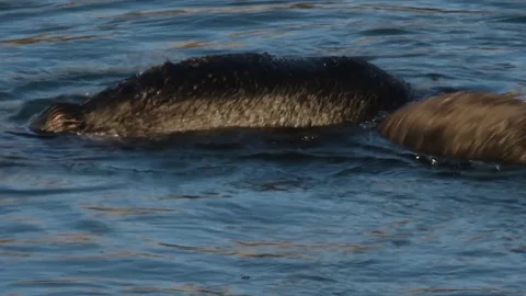 Sea Otters bathing at surface, Morro Bay, California Video stock 74041822