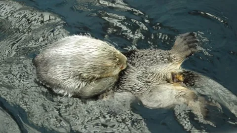 Sea Otters close up Video stock 111558598