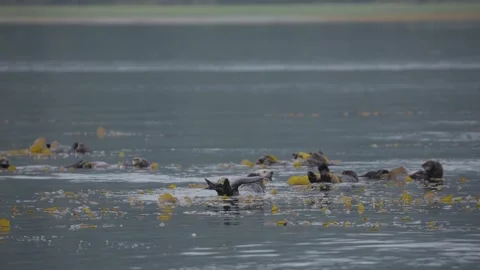 Sea Otters Floating on Their Backs Among Kelp Stock Footage 348251804